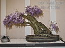 Chinese Wisteria